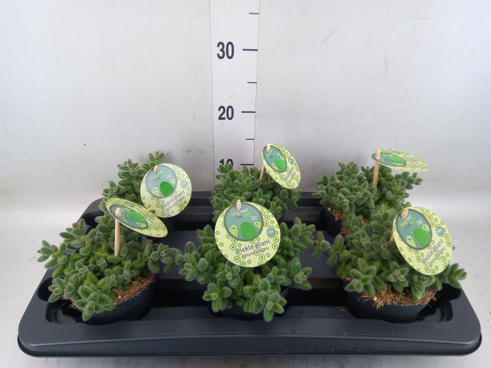 <h4>Delosperma echinatum</h4>