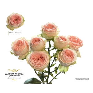 Rosa Spray Sweet Giselle