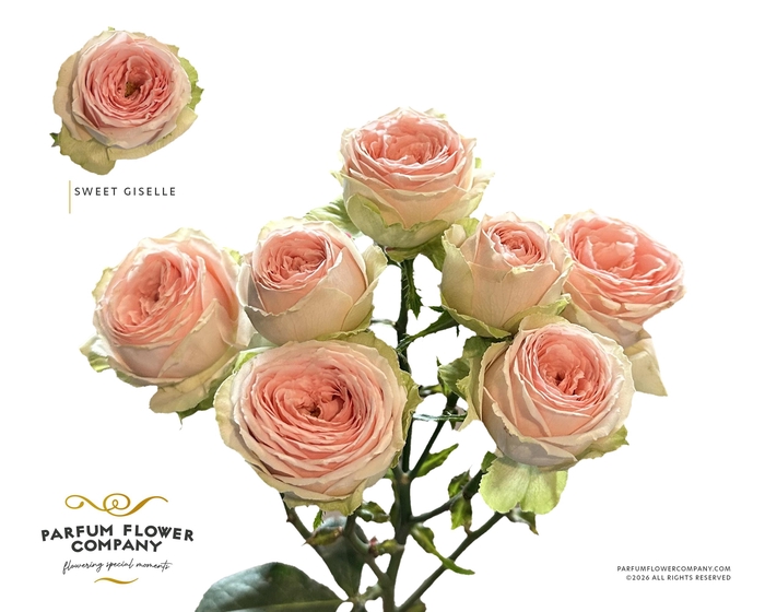 <h4>Rosa Spray Sweet Giselle</h4>