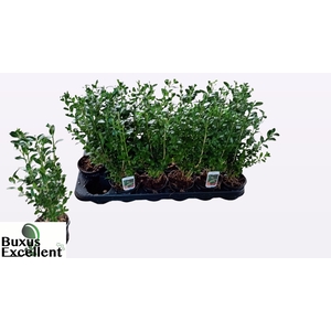 BUXU SEMPERVIRENS
