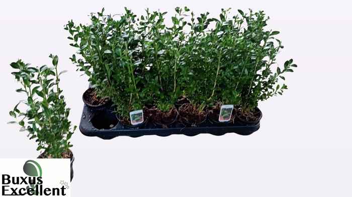 <h4>BUXU SEMPERVIRENS</h4>