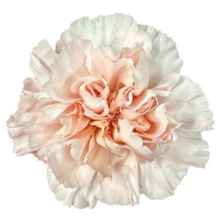 <h4>DI ST P. MARUCHI</h4>