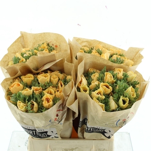 Anemone Powder Orange Flashy