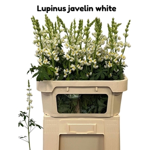 Lupinus Javelin White