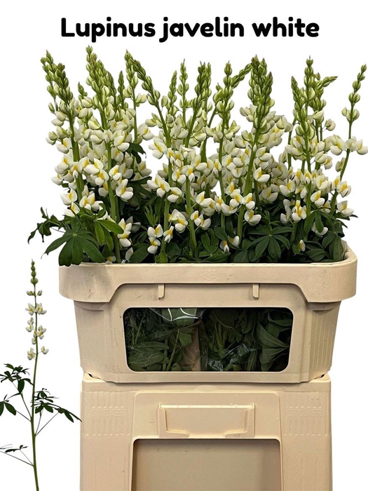 <h4>Lupinus Javelin White</h4>