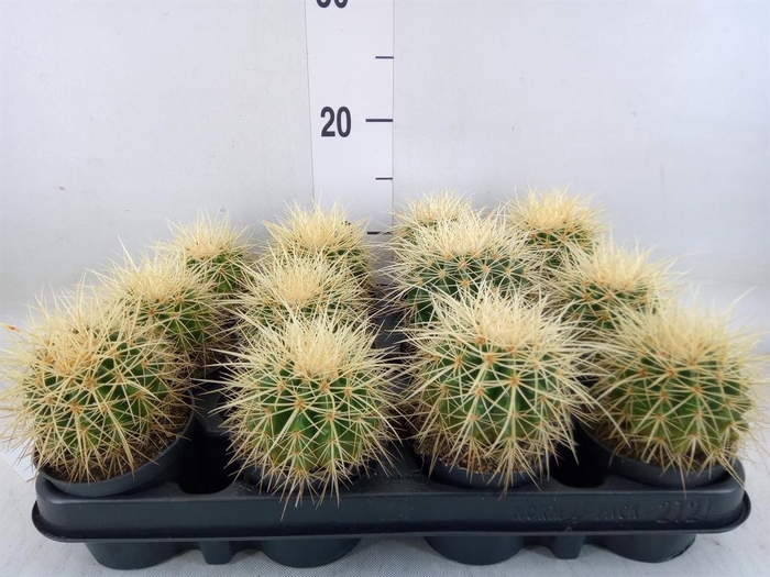 <h4>Echinocactus grusonii</h4>