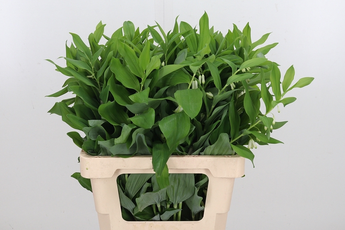 <h4>Polygonatum Multiflo</h4>