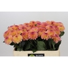 Dahlia Chanel