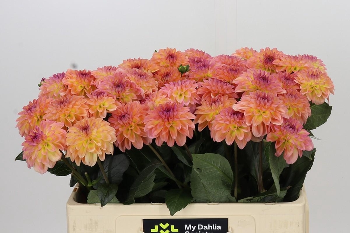 <h4>Dahlia Chanel</h4>