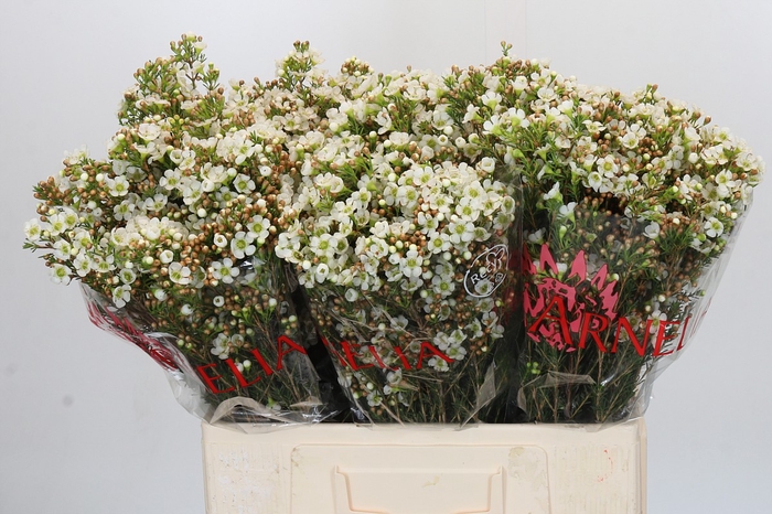 <h4>Chamelaucium Dawn Pearl</h4>