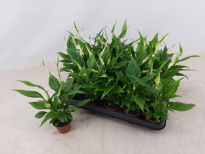 <h4>SPATH CHOPIN</h4>