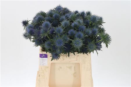 <h4>Eryngium Magnetar Qstar</h4>