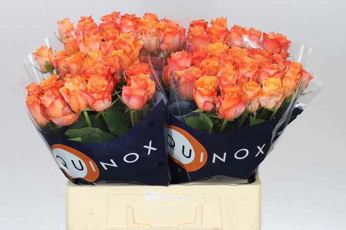 <h4>Rosa Gr Twilight</h4>