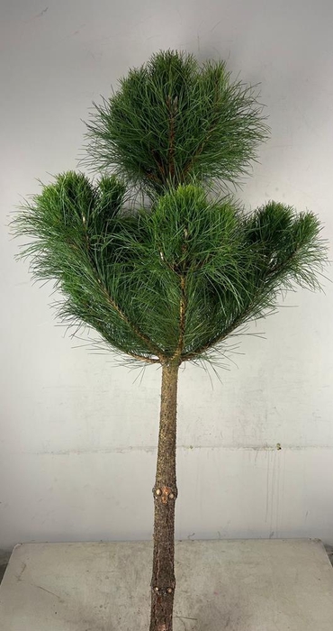 <h4>Dec Pinus Boom 150/200cm</h4>