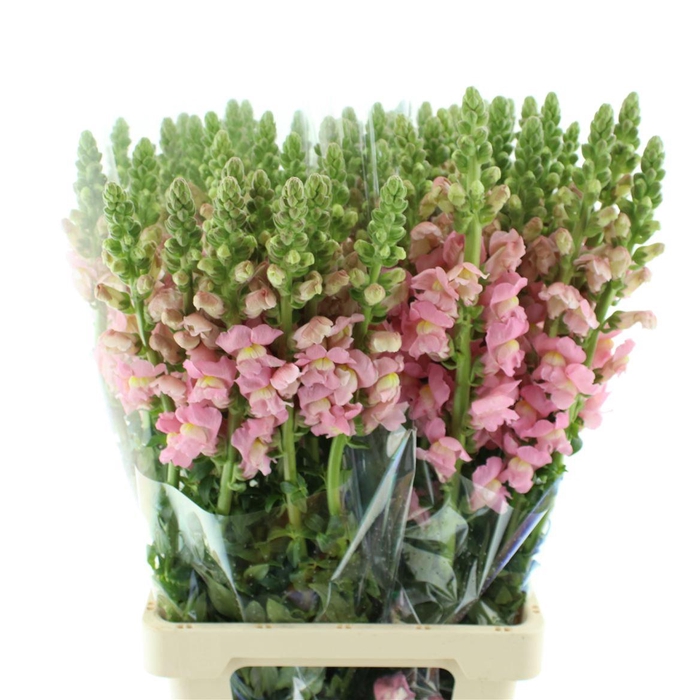 <h4>Antir Op Light Pink</h4>