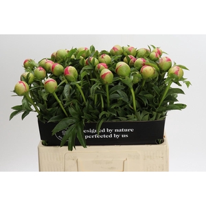 Paeonia Coral Sunset