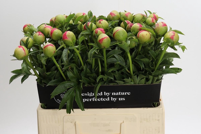 <h4>Paeonia Coral Sunset</h4>