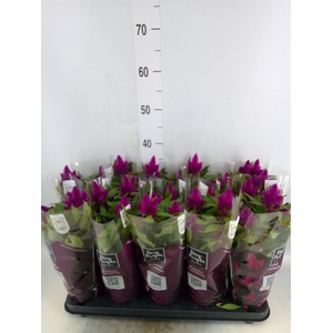Celosia spic. 'Deep Purple'