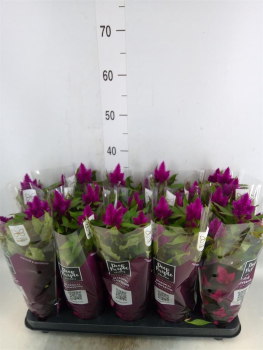 <h4>Celosia spic. 'Deep Purple'</h4>