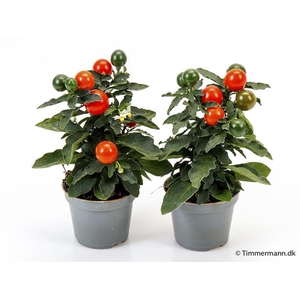 SOLANUM PSEUDOCAPSICUM p6 Apollo