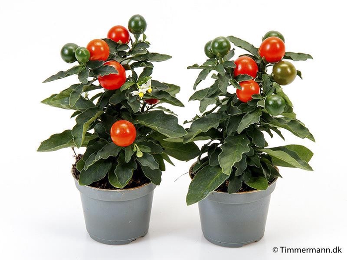 <h4>SOLANUM PSEUDOCAPSICUM p6 Apollo</h4>
