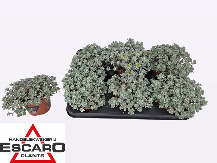 <h4>SEDUM SP CAPE BLANCO</h4>