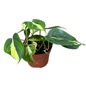 Philodendron Cream Splash