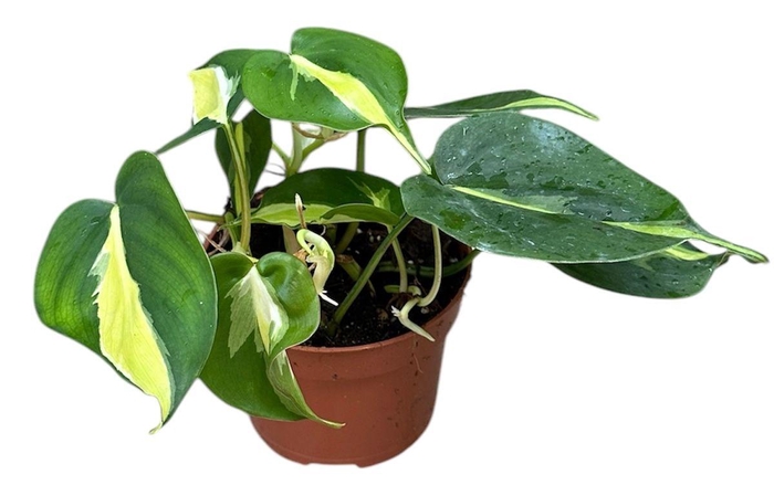 <h4>Philodendron Cream Splash</h4>