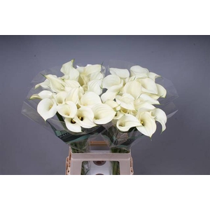 Zantedeschia snowstar