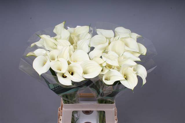 <h4>Zantedeschia snowstar</h4>