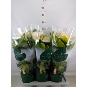 Anthurium andr. 'Samora'