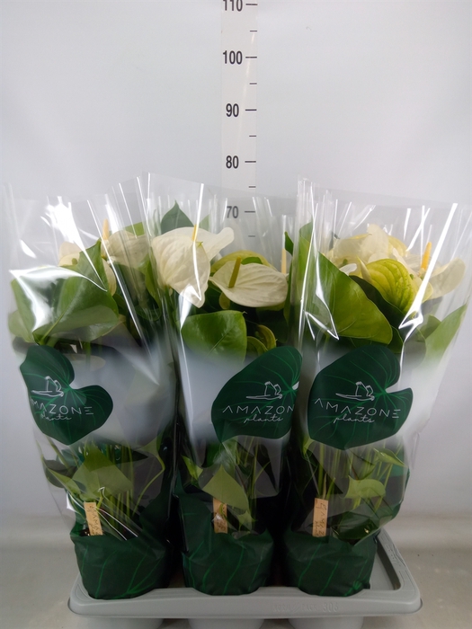 <h4>Anthurium andr. 'Samora'</h4>