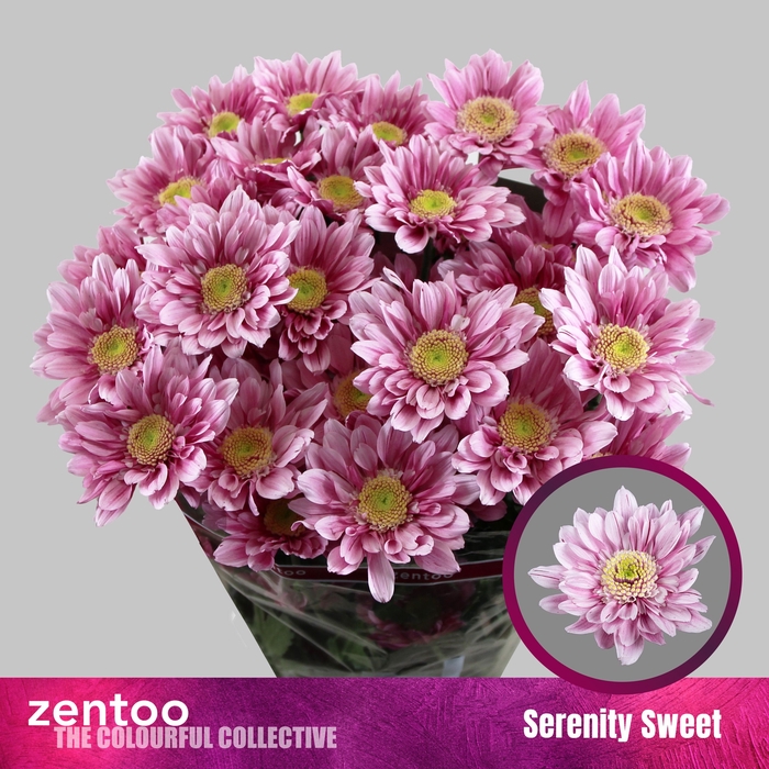 <h4>CHR T SERENIT SWEET</h4>
