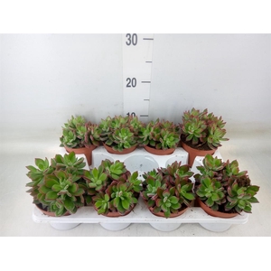 Echeveria pulvinata 'Devotion'