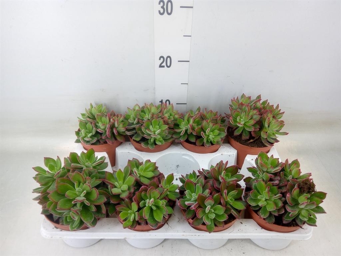 <h4>Echeveria pulvinata 'Devotion'</h4>