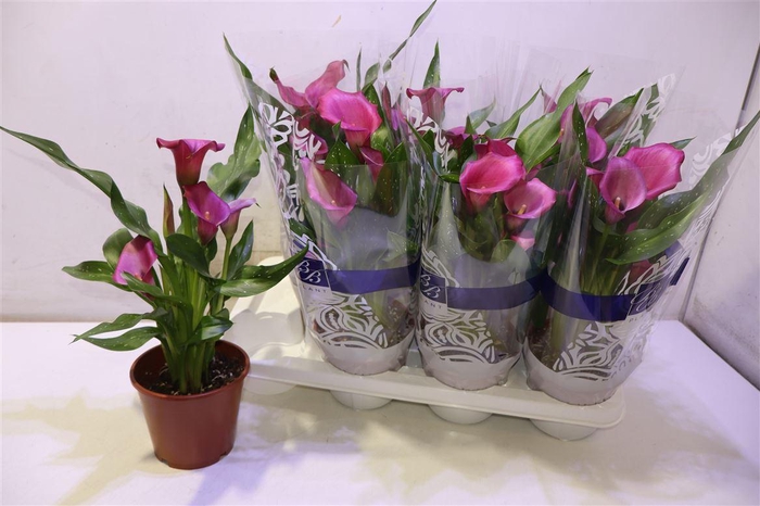 <h4>arr8 Zant Zazu</h4>