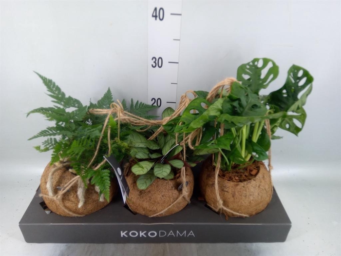 <h4>Planten Groen   ...mix  3</h4>