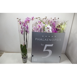 Phal Gem 8 Kl