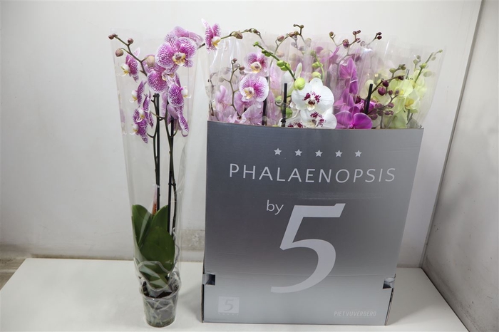<h4>Phal Gem 8 Kl</h4>