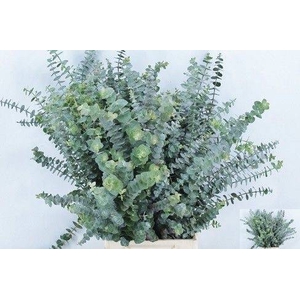 EUCALYPTUS BABY BLUE 200gr ANGEBOT