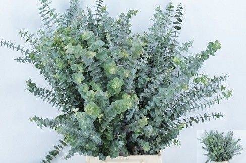 <h4>EUCALYPTUS BABY BLUE 200gr ANGEBOT</h4>