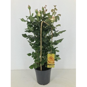 Rosa (Floribunda Grp) Summer Select geel Summer Select