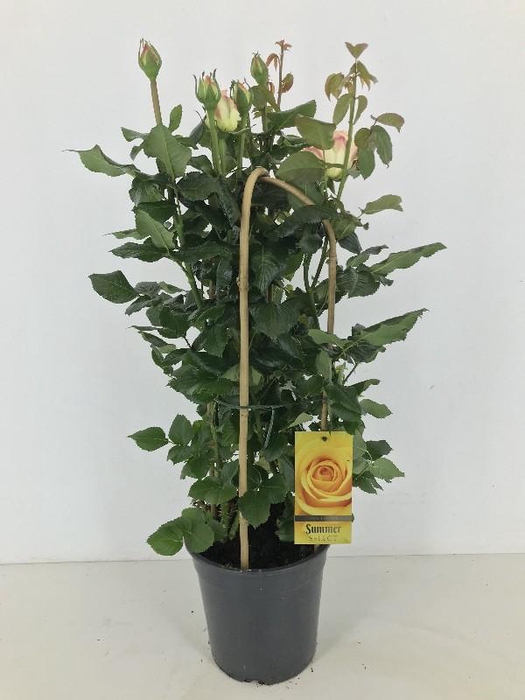 <h4>Rosa (Floribunda Grp) Summer Select geel Summer Select</h4>