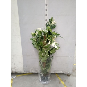 Epipremnum pinn. 'Albo Variegata'