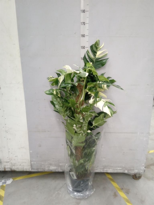 <h4>Epipremnum pinn. 'Albo Variegata'</h4>