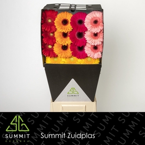 Gerbera Mix 4 kleuren Diamond per kaart