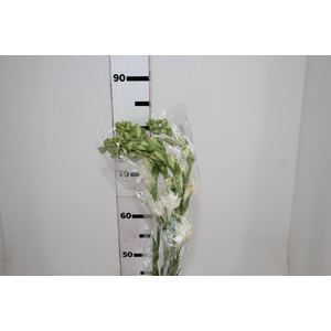 ANGELICA 080 CM