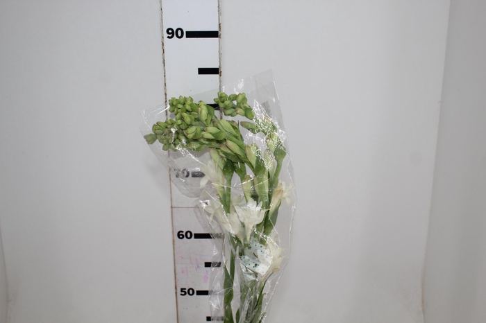 <h4>ANGELICA 080 CM</h4>