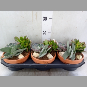 Arr.  Succulents L%