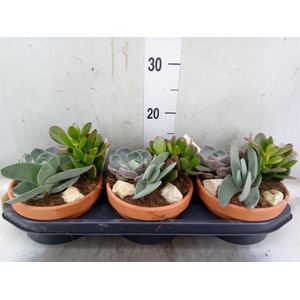 Arr.  Succulents L%
